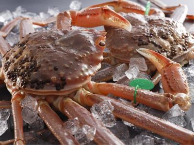 【冬】＜お部屋食＞特選蟹！800g超の活蟹を味わう！冬の日本海の活蟹を堪能する和（なごみ）フルコース